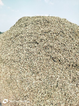 madvi no palo