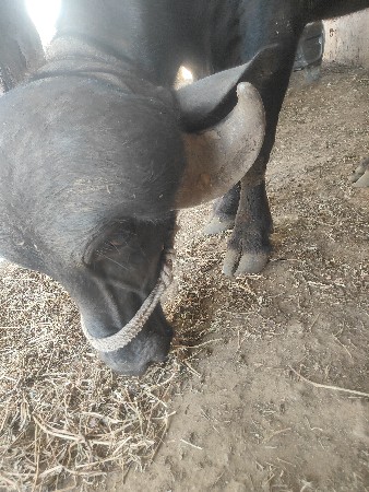 1પાડી બેખડેલી જાફરાબાદ વેચવાની