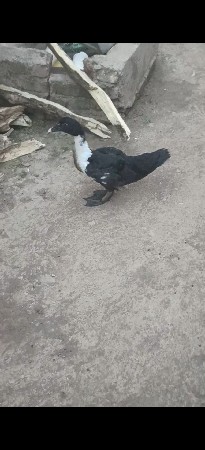 એક મોટી જોડી