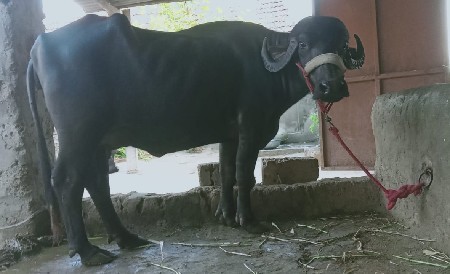 ભેંશ