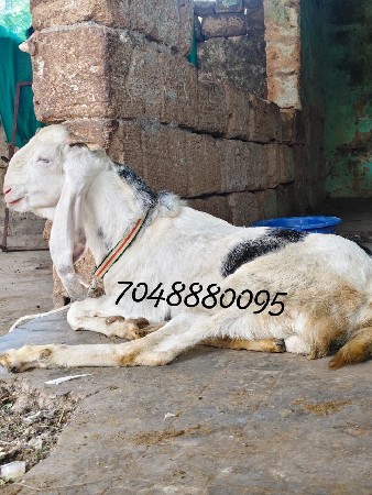 2 Bakra