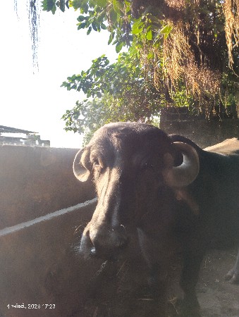 વેચવાની છે