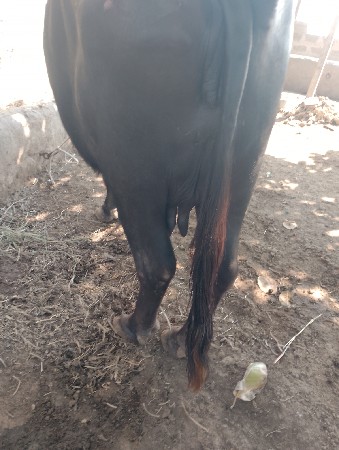 ભેંસ વેચવાની છે