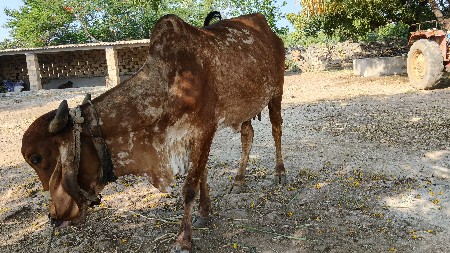 દુધ 5થી6 લીટર