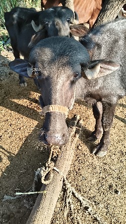 જાફરાબાદ પાડી છે