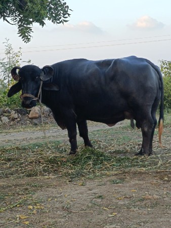 ભેંસ વેચવાની છે.