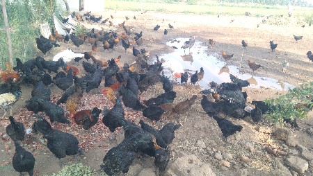 Desi sonali ke bache