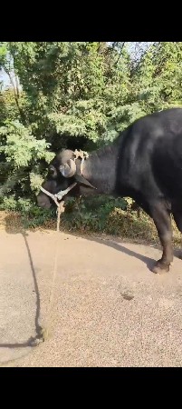 ખડેલી વેચાવ ની છે