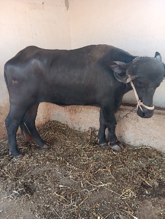 ખાડેલું વેચવાનું છે