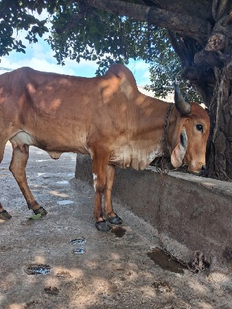 હોડકી વેચવાની છે