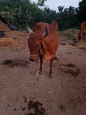 ગાય વેચવાની છે