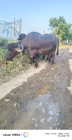 ભેંસ વેચવાની છે