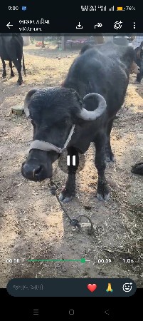 ભેંસ અને ખડેલું વેચવાના