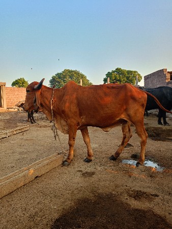 ગીર હોડકિ વેચવાની છે