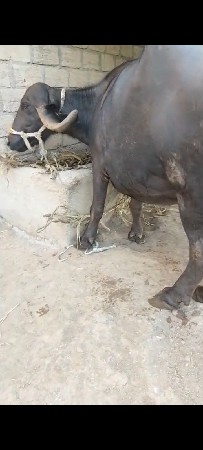 ભેંસ વેચવાની છે