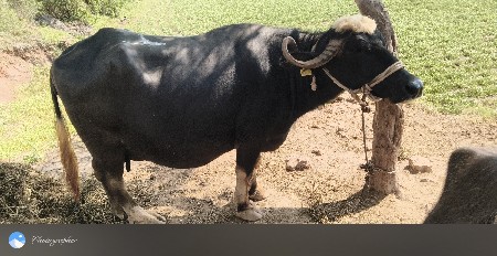 4 વિયાએ 6 લીટર દૂધ