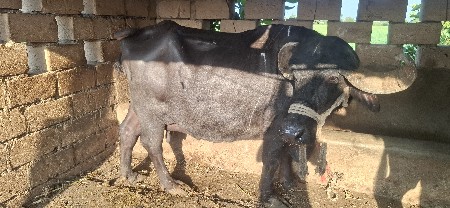 આ ત્રણેય ભેંસ વેચવાની છે