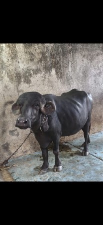 ઓરીજનલ જાફરી ખડેલી વેચવાની સે