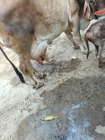 ગાય વેચવાની છે