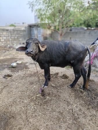આ ભેંસ વેચવાની છે ટોટલ જવાબદારી