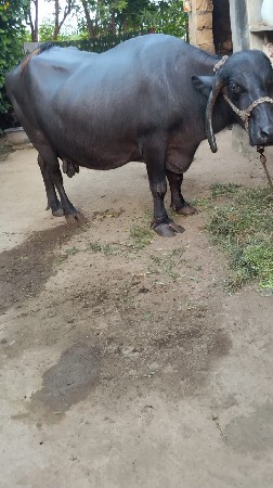 રમેશભાઈ
