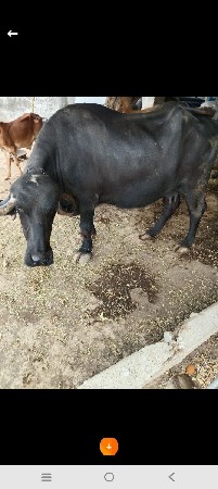 વેચવા ની શે.