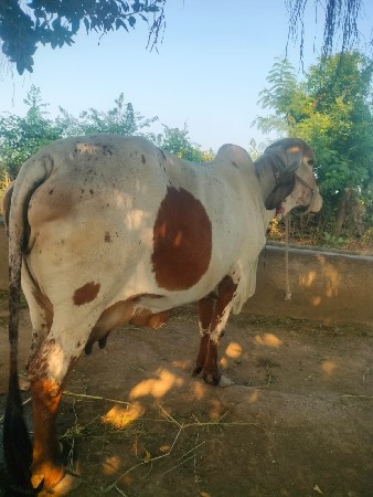 ગીર ગાય વેચવાની છે