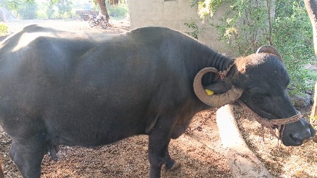ભેસ વેચવાની છે