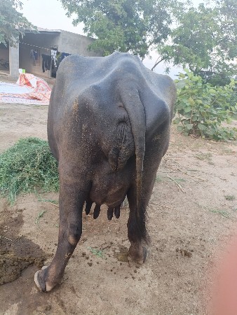 ભેસ વેસવાનીછે