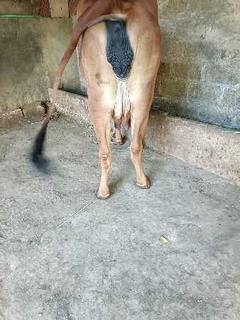 ગીર ગાય વેચવાની છે