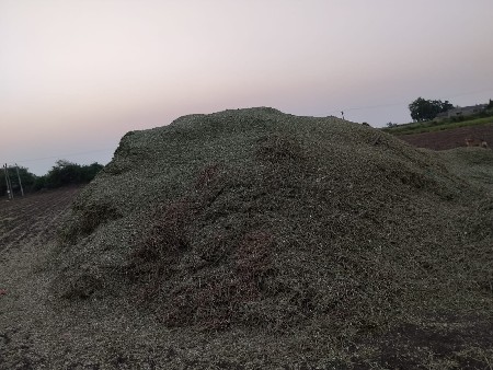 પાલો
