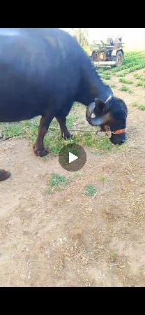 ભેંસ વેચવાની છે બે