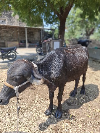 આ પાડી વેચવાની છે