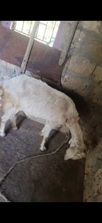 બકરી વેચવાની છે