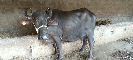 ભેસ