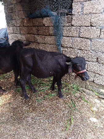 પાડો