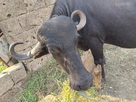 ભેંસ વેચવાની છે