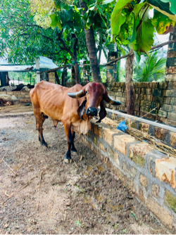 તબેલા માટે જગ્યા ભાડે આપવાની છે 
રોડ ટચ