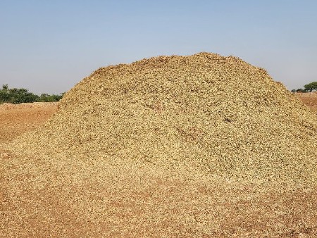 જીબીસ નંબર મગફળી