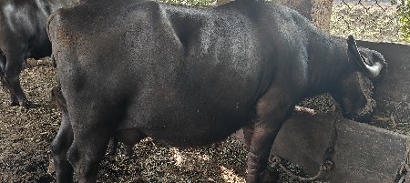 ભેંસ વેચવાની છે
