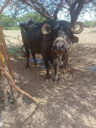 ખડેલી વેચવાની છે