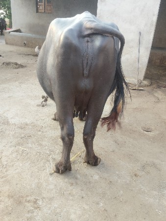 bhas vesvani se