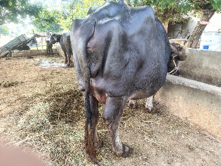 ભેંસ વેચવાની છે