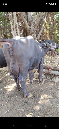 જાફરાબાદી ભેંસ વેસાવ ની છે