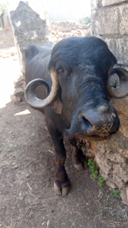 આ ભેંસ વેચવાની છે