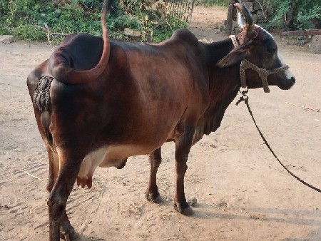 ગાય વેશવાનીછે છે