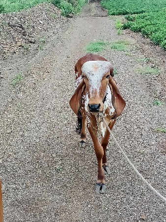 વાછડી વેચવા ની છે