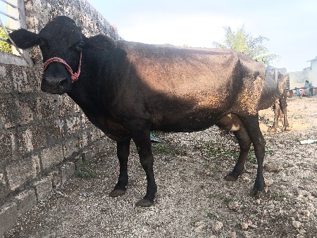 એચએફ ગાય વેચવાની છે