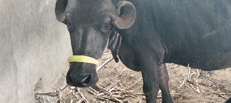 ભેશ વેસવાનિ છે