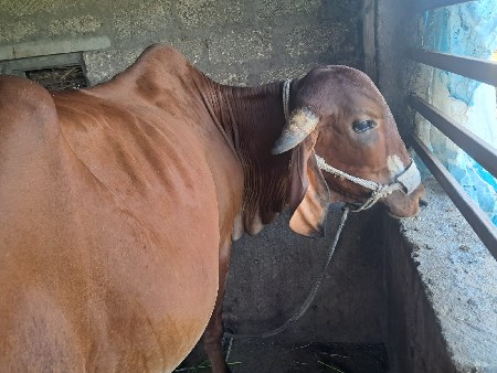 ગાયો દેવાની